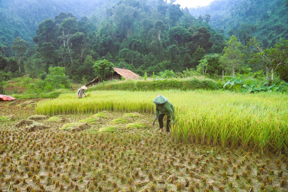 La comunidad étnica Thai en la aldea de Xop Kho (comuna de Nga My, provincia de Nghe An) cosecha arroz en terrazas situadas entre las vastas montañas de Pu Huong.