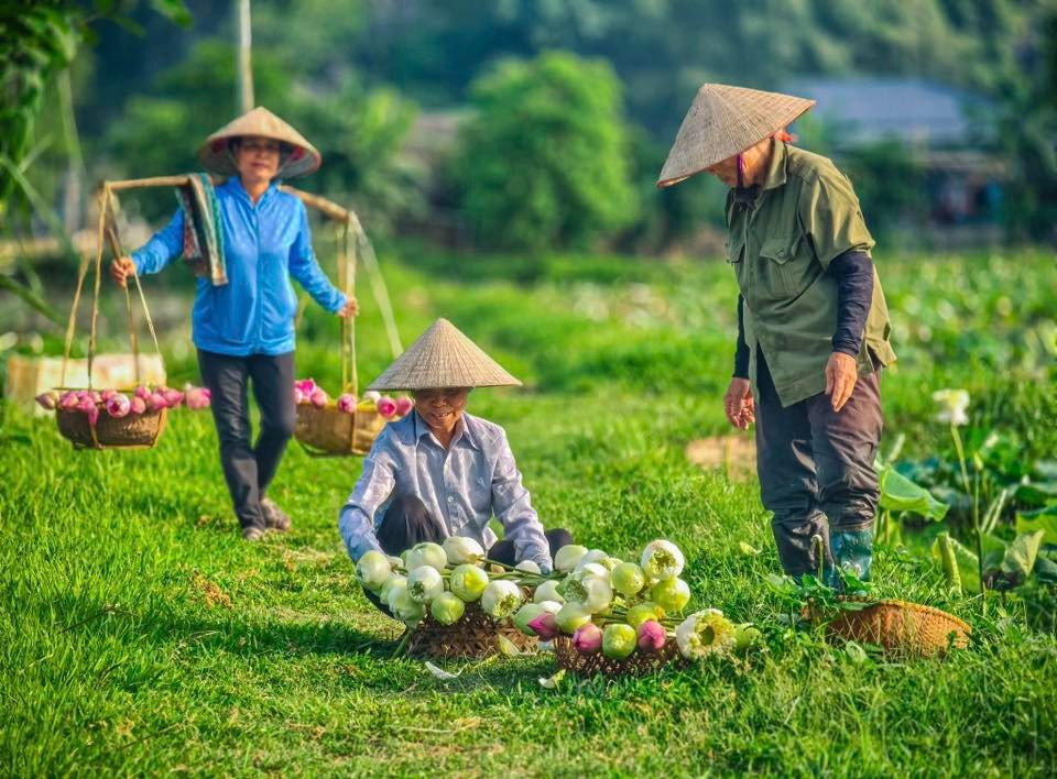 Además del color rosa característico, la cueva de Mua se engalana este año con lotos blancos. Es una pena visitar Ninh Binh en la actual estación sin hacer una parada en la cueva, pasear por sus pantanos de lotos en plena floración, abrazados por imponentes montañas y dejar que la pureza del blanco apacigüe el alma. Además del color rosa característico, la cueva de Mua se engalana este año con lotos blancos. Es una pena visitar Ninh Binh en la actual estación sin hacer una parada en la cueva, pasear por sus pantanos de lotos en plena floración, abrazados por imponentes montañas y dejar que la pureza del blanco apacigüe el alma.