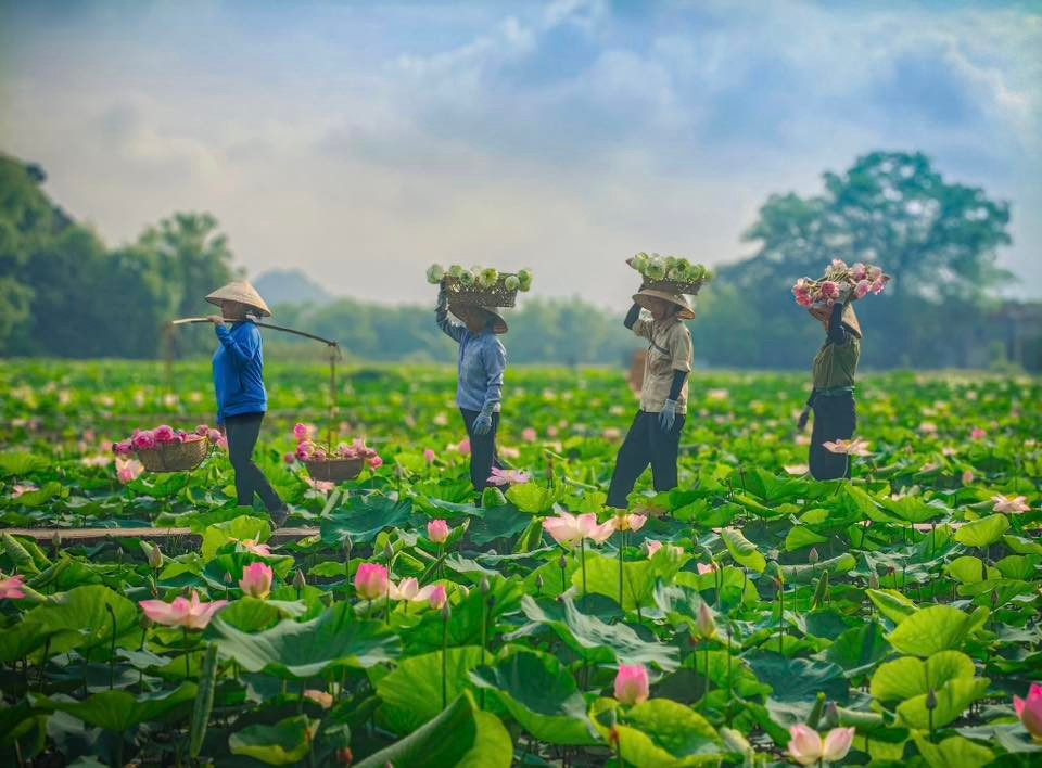 Los visitantes pueden contemplar un bonito cuadro campestre: lugareños con el tradicional sombrero cónico non la recolectan con destreza flores de loto. No solo refleja su trabajo diario, sino también una parte del alma de esta tierra, donde la naturaleza y el ser humano conviven en paz y sencillez. Los visitantes pueden contemplar un bonito cuadro campestre: lugareños con el tradicional sombrero cónico non la recolectan con destreza flores de loto. No solo refleja su trabajo diario, sino también una parte del alma de esta tierra, donde la naturaleza y el ser humano conviven en paz y sencillez.