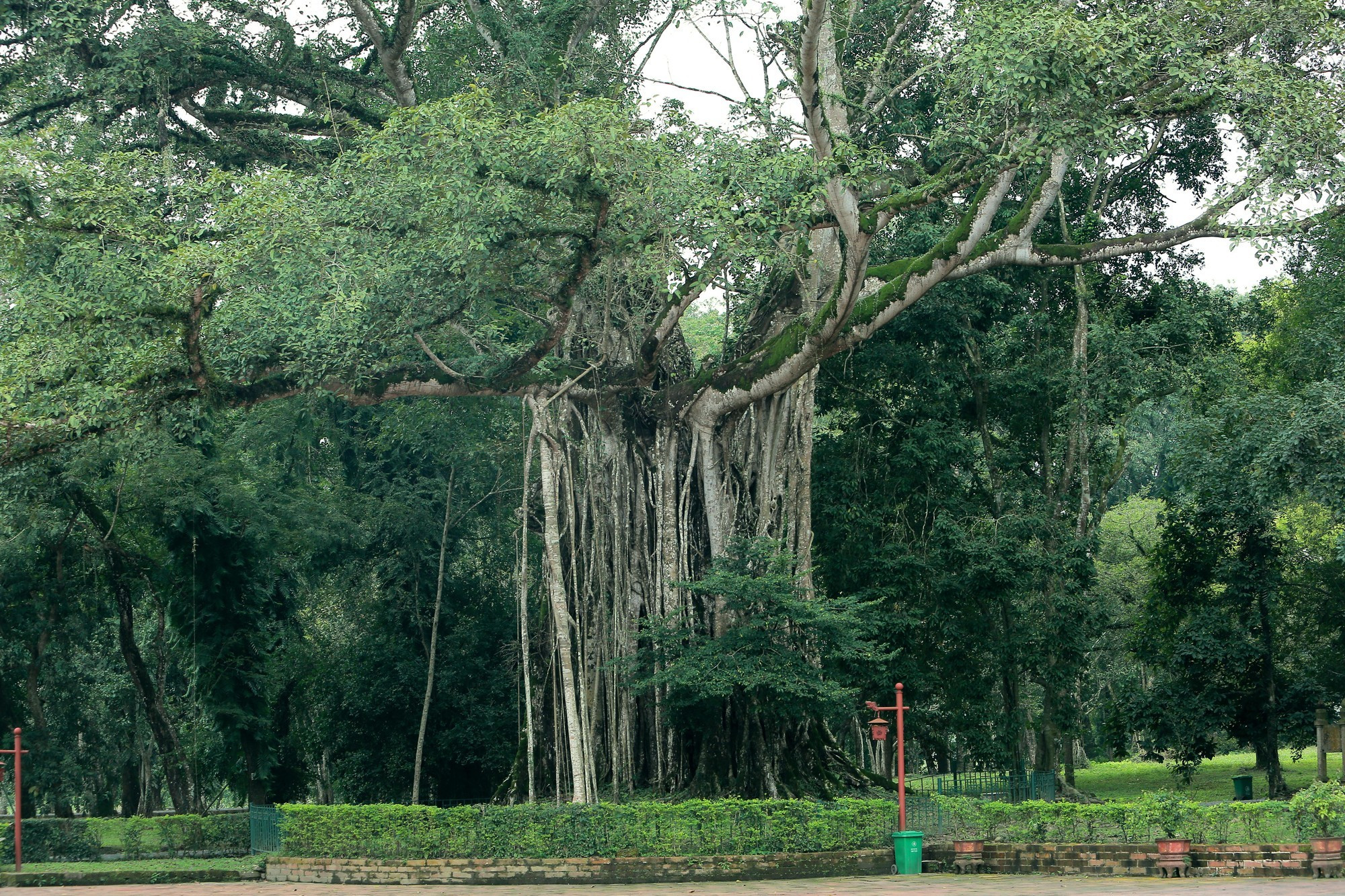 En Lam Kinh se puede contemplar la estampa característica de los pueblos rurales vietnamitas, con “el baniano, el pozo y el patio comunal”. La imagen de arriba muestra un baniano centenario situado a la derecha del patio principal del recinto. Para abrazar su tronco hacen falta hasta 10 personas.