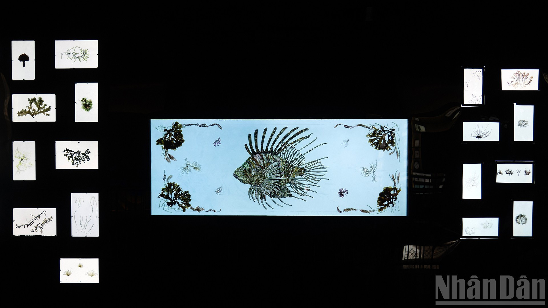 Un espécimen de la especie Pterois hecho de algas marinas. Este pez de forma tan singular es el símbolo del Instituto, pues representa el espíritu de exploración y preservación de la biodiversidad marina. Un espécimen de la especie Pterois hecho de algas marinas. Este pez de forma tan singular es el símbolo del Instituto, pues representa el espíritu de exploración y preservación de la biodiversidad marina.