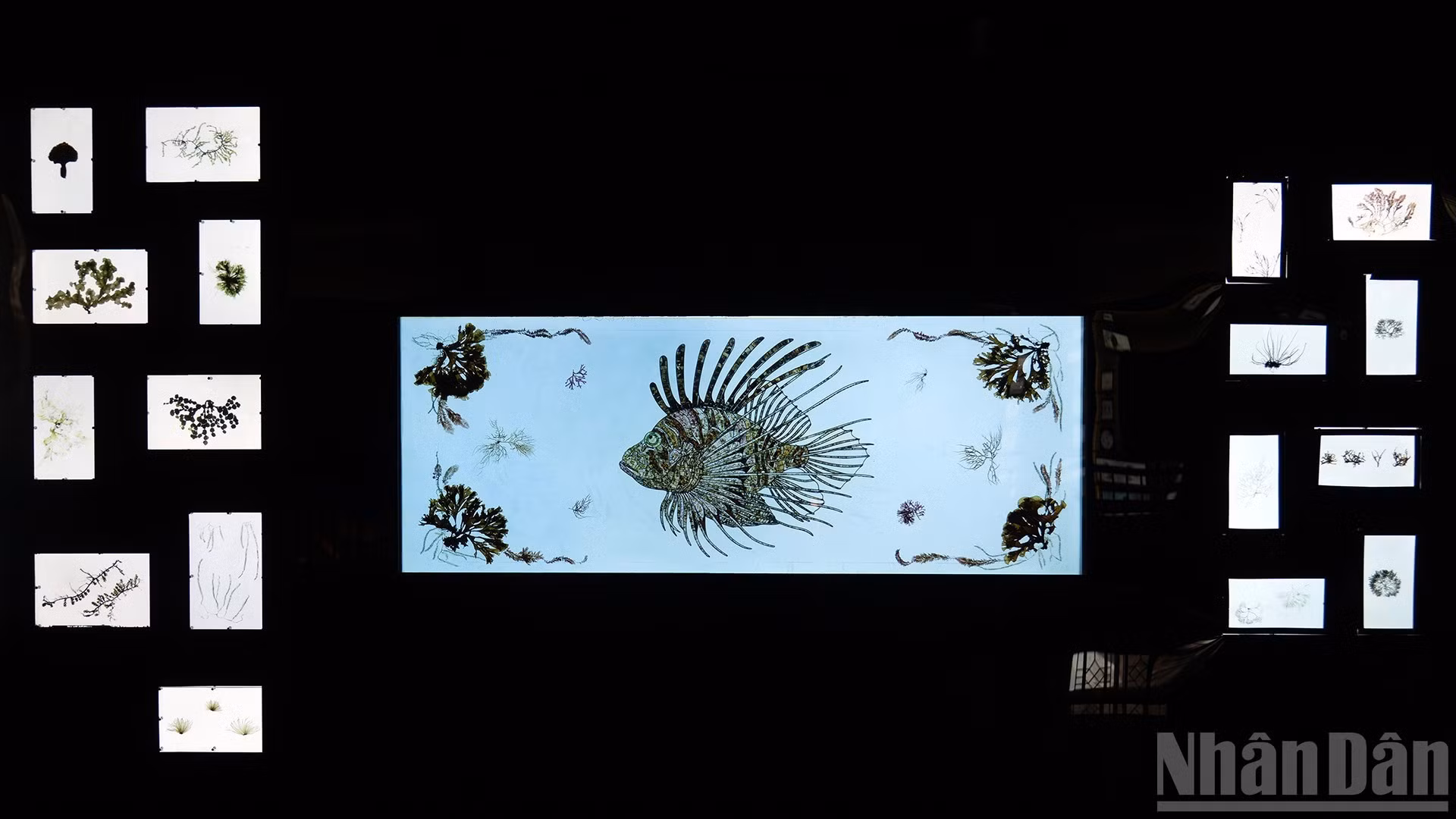 Un espécimen de la especie Pterois hecho de algas marinas. Este pez de forma tan singular es el símbolo del Instituto, pues representa el espíritu de exploración y preservación de la biodiversidad marina.