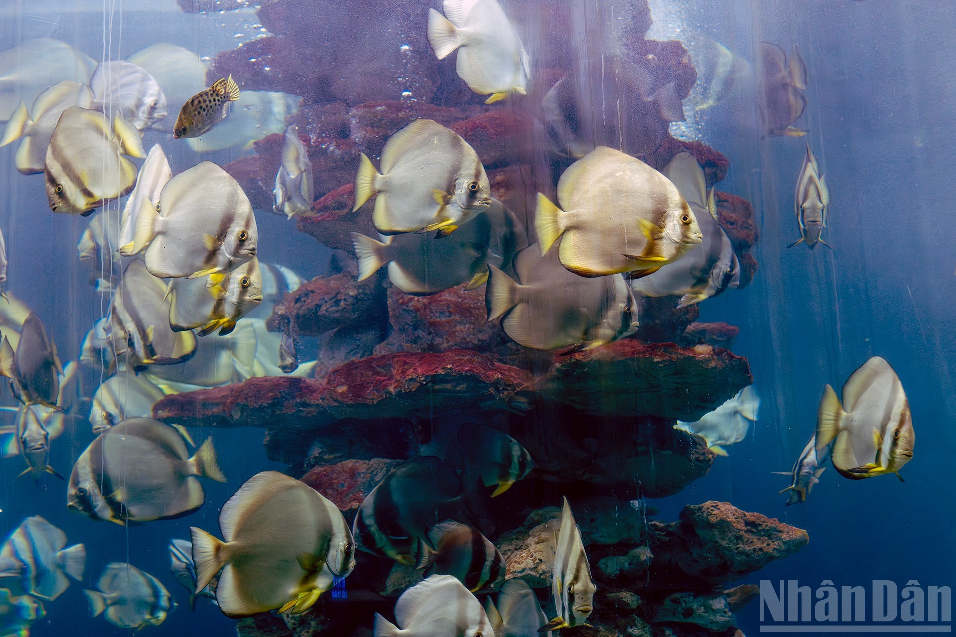 El recinto alberga, además, un moderno sistema de acuarios de cristal en los que se recrean hábitats marinos para preservar y mostrar numerosas especies únicas de peces tropicales, lo que mejora la experiencia de los visitantes. El recinto alberga, además, un moderno sistema de acuarios de cristal en los que se recrean hábitats marinos para preservar y mostrar numerosas especies únicas de peces tropicales, lo que mejora la experiencia de los visitantes.