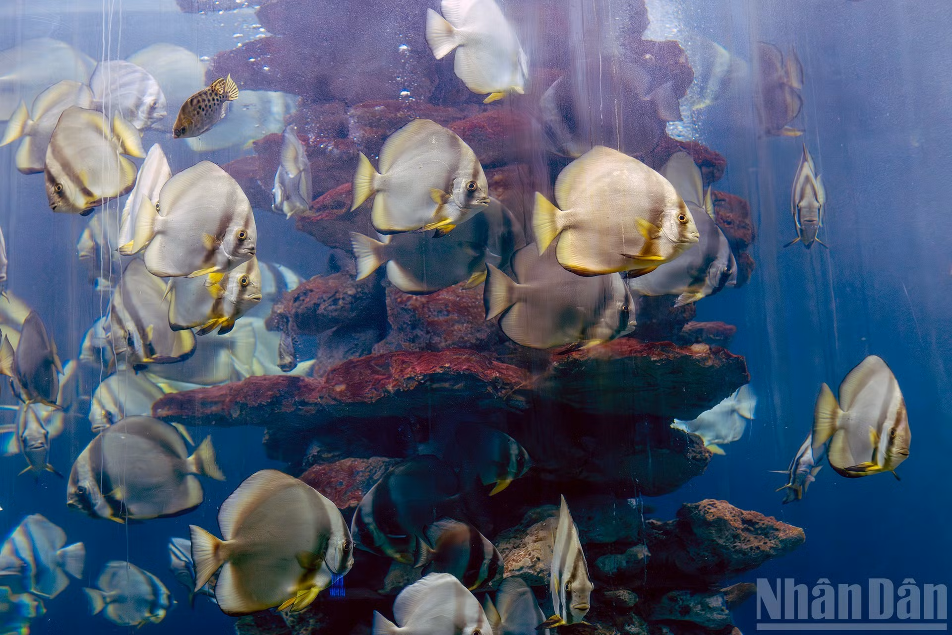 El recinto alberga, además, un moderno sistema de acuarios de cristal en los que se recrean hábitats marinos para preservar y mostrar numerosas especies únicas de peces tropicales, lo que mejora la experiencia de los visitantes.