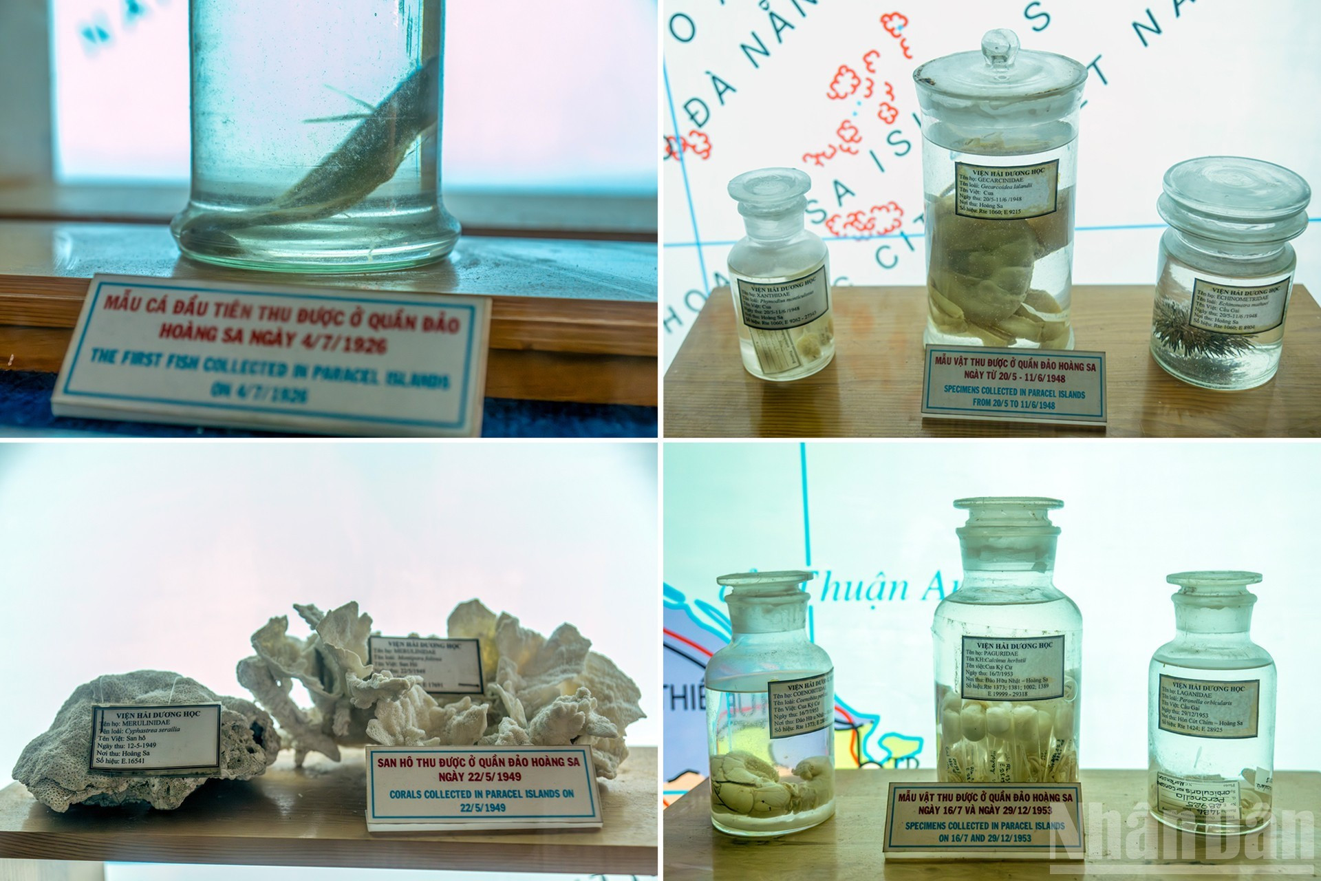 En la sala de recursos marinos de los archipiélagos Hoang Sa (Paracel) y Truong Sa (Spratly) se exponen especímenes de peces, corales y moluscos valiosos recolectados en Hoang Sa entre 1926 y 1953. La colección, que incluye marcadores de tiempo y ubicación de cada hallazgo, reafirma la soberanía de Vietnam sobre ambos archipiélagos. En la sala de recursos marinos de los archipiélagos Hoang Sa (Paracel) y Truong Sa (Spratly) se exponen especímenes de peces, corales y moluscos valiosos recolectados en Hoang Sa entre 1926 y 1953. La colección, que incluye marcadores de tiempo y ubicación de cada hallazgo, reafirma la soberanía de Vietnam sobre ambos archipiélagos.