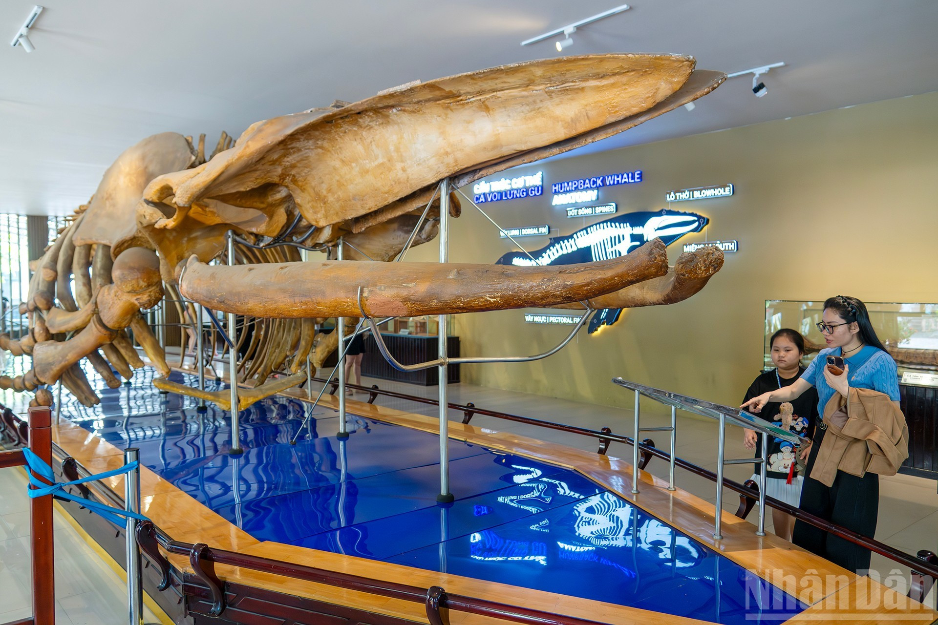Este esqueleto de ballena jorobada mide casi 18 metros de largo, pesa alrededor de 10 toneladas y fue descubierto en 1994 en la antigua provincia de Nam Dinh. Se trata de uno de los esqueletos de ballena más grandes y completos encontrados en el país. Este esqueleto de ballena jorobada mide casi 18 metros de largo, pesa alrededor de 10 toneladas y fue descubierto en 1994 en la antigua provincia de Nam Dinh. Se trata de uno de los esqueletos de ballena más grandes y completos encontrados en el país.