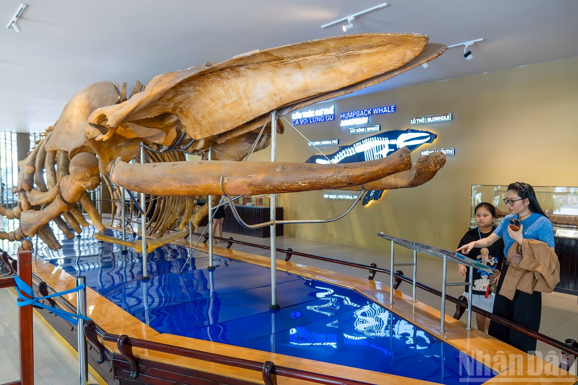 Este esqueleto de ballena jorobada mide casi 18 metros de largo, pesa alrededor de 10 toneladas y fue descubierto en 1994 en la antigua provincia de Nam Dinh. Se trata de uno de los esqueletos de ballena más grandes y completos encontrados en el país.