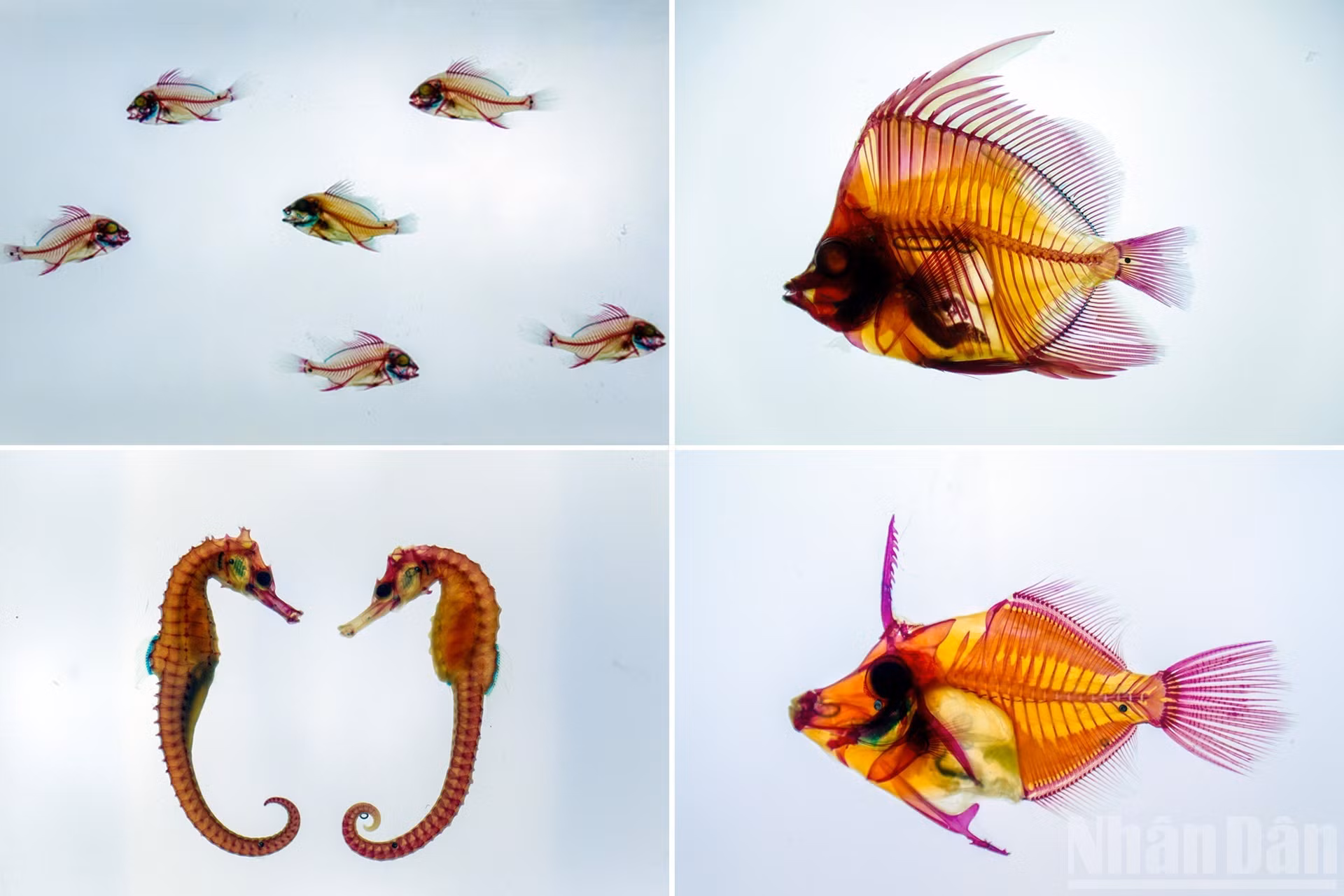 La colección de especímenes en resina transparente, a los que se aplica un método de tinción especializado desarrollado por los científicos de este instituto, permite observar con claridad la estructura ósea y el sistema muscular de la criatura. Estas muestras son muy valiosas para el estudio y la enseñanza de la clasificación y la anatomía de las ciencias marinas modernas.