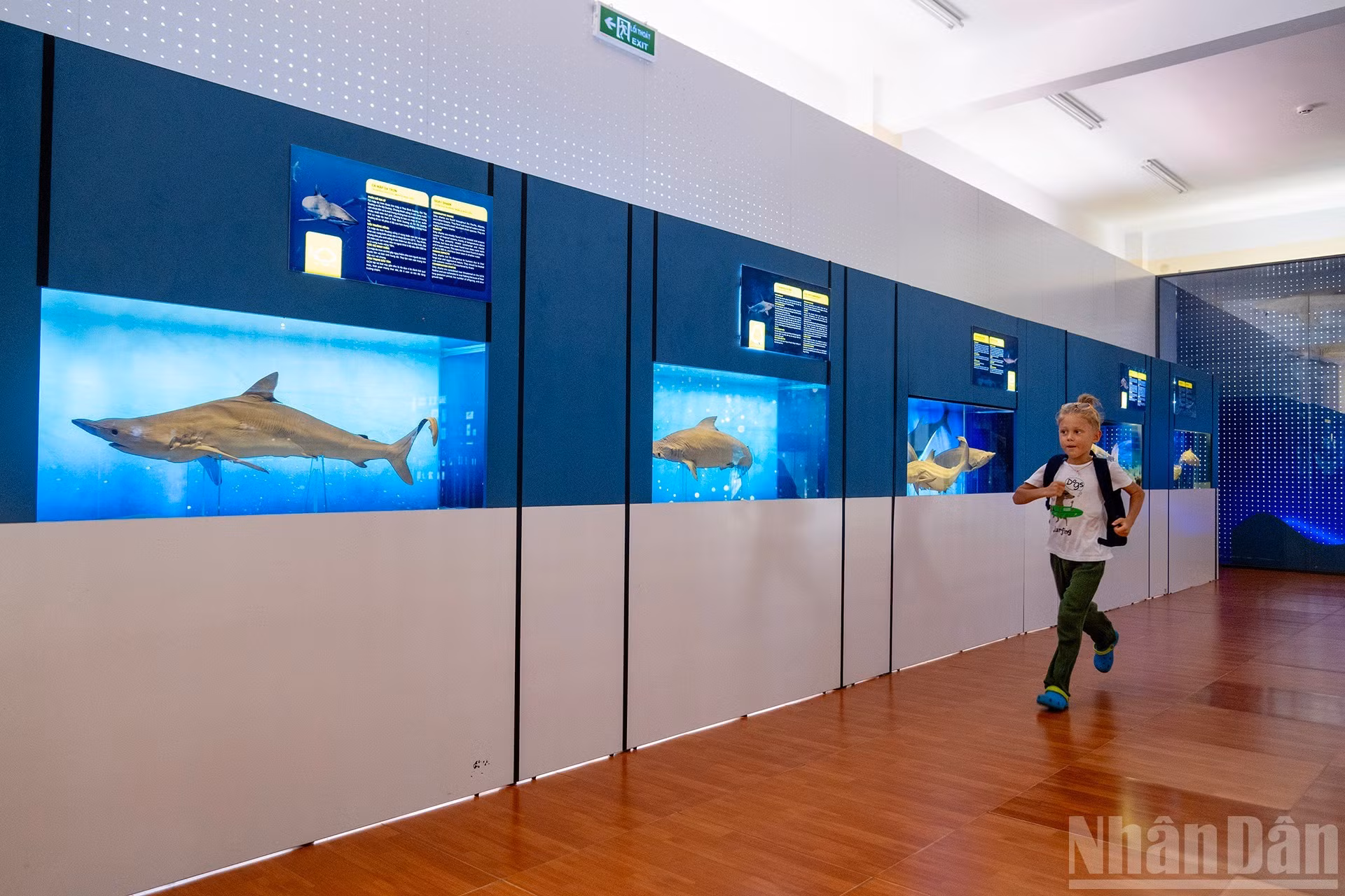 Un niño recorre entusiasmado la galería de tiburones. El museo acoge cada año a más de medio millón de visitantes de dentro y fuera del país.