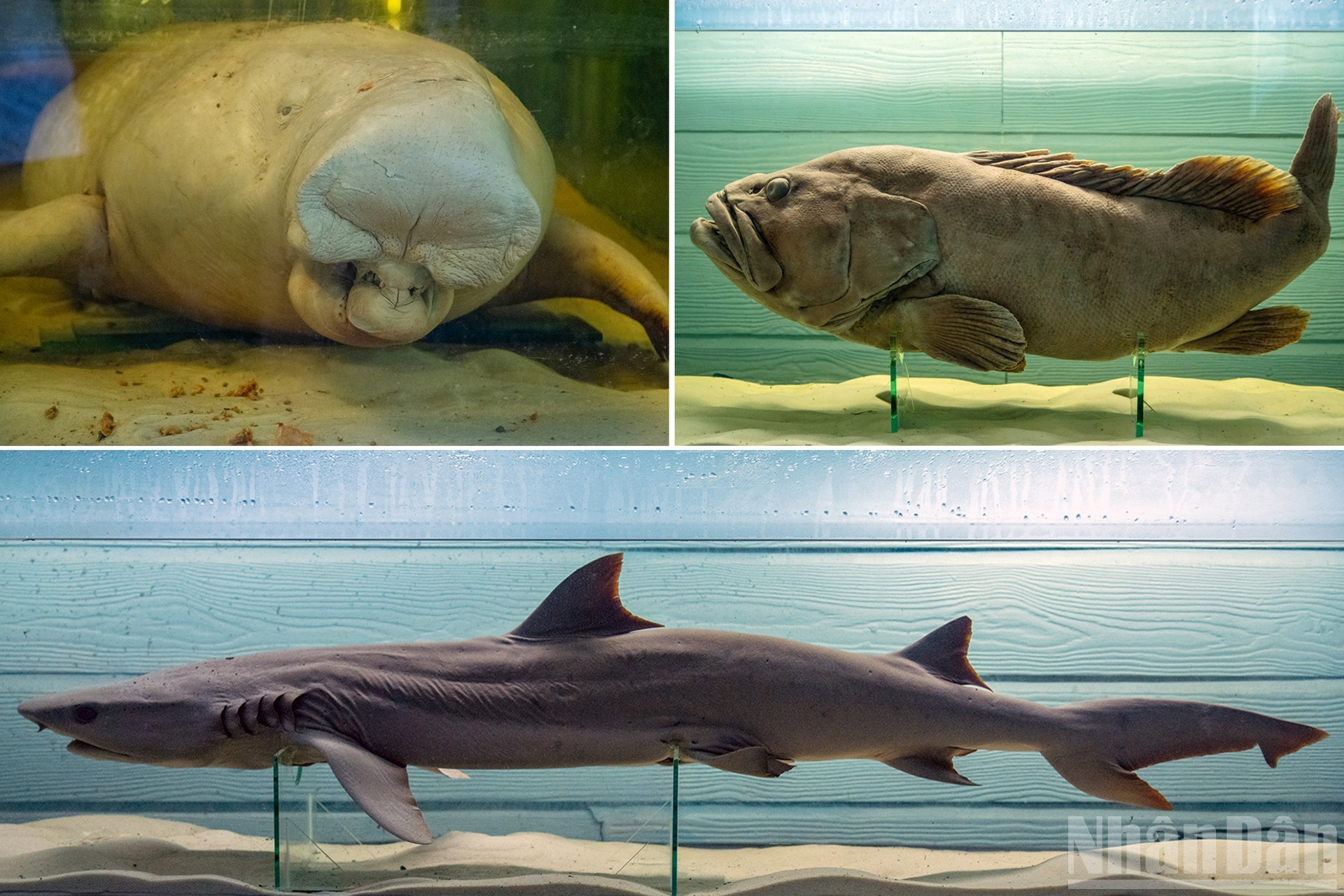 En este acuario se exhiben ejemplares intactos de especies raras conservados en solución de almacenamiento, como el dugón (Dugong dugon), en peligro crítico de extinción y avistado únicamente cerca de la isla de Con, en la antigua provincia de Ba Ria-Vung Tau, en Vietnam; el mero gigante (Epinephelus lanceolatus), un depredador que habita en los arrecifes de coral, y el primitivo tiburón de seis branquias (Hexanchus griseus), que vivía en las profundidades marinas. En este acuario se exhiben ejemplares intactos de especies raras conservados en solución de almacenamiento, como el dugón (Dugong dugon), en peligro crítico de extinción y avistado únicamente cerca de la isla de Con, en la antigua provincia de Ba Ria-Vung Tau, en Vietnam; el mero gigante (Epinephelus lanceolatus), un depredador que habita en los arrecifes de coral, y el primitivo tiburón de seis branquias (Hexanchus griseus), que vivía en las profundidades marinas.