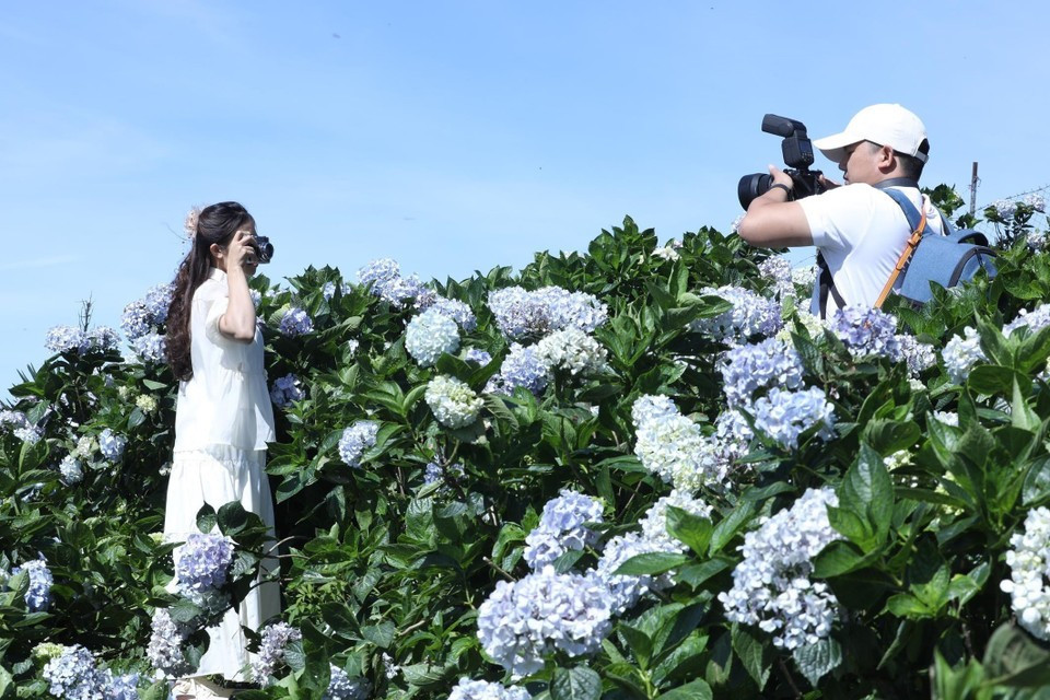 Jóvenes se toman fotos con las hortensias en la cima de la montaña. Jóvenes se toman fotos con las hortensias en la cima de la montaña.