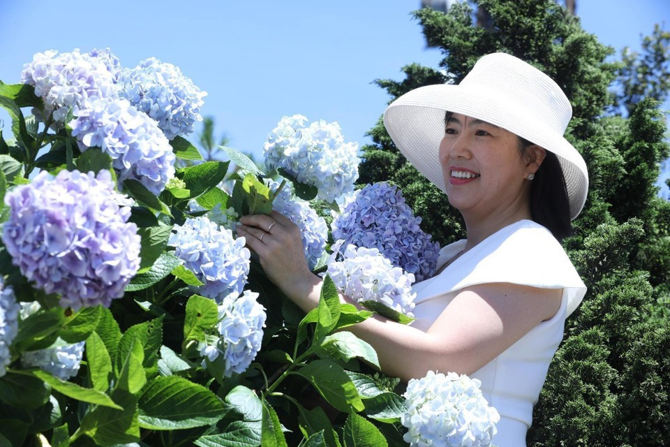 Turistas disfrutan admirando las hortensias en la cima de la montaña. Turistas disfrutan admirando las hortensias en la cima de la montaña.