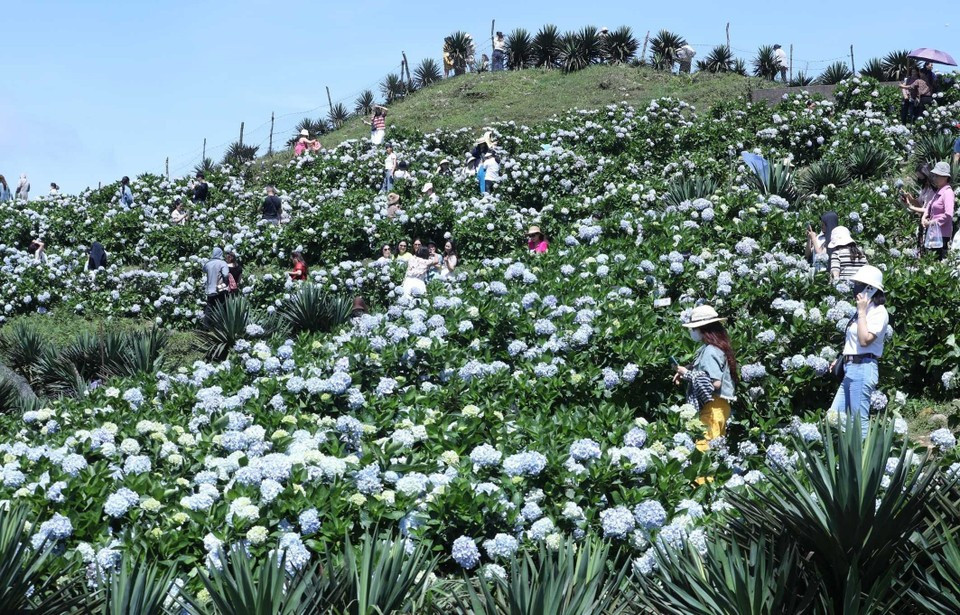 Las hortensias florecen por toda la cima de la montaña de Mau Son. Las hortensias florecen por toda la cima de la montaña de Mau Son.