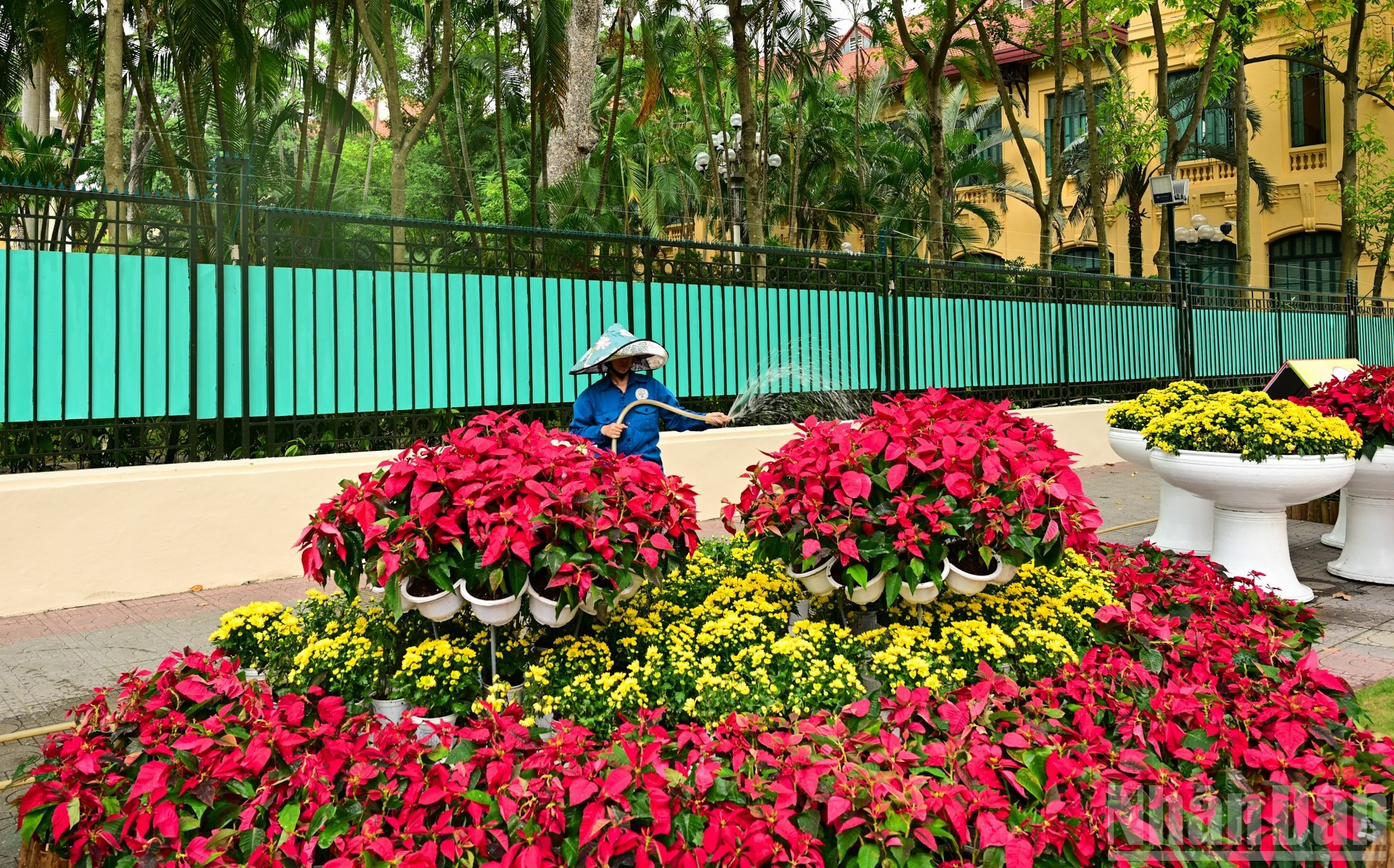 Ramilletes de flores ornamentales embellecen la calle de Hung Vuong, que parte de la histórica plaza de Ba Dinh. En este lugar, hace 80 años, el Presidente Ho Chi Minh leyó la Declaración de Independencia, con la que se proclamó el nacimiento de la República Democrática de Vietnam (actual República Socialista de Vietnam). En la actualidad, la plaza alberga el Mausoleo dedicado al eminente líder, así como innumerables reliquias histórico-culturales y sedes de agencias clave de la administración nacional.