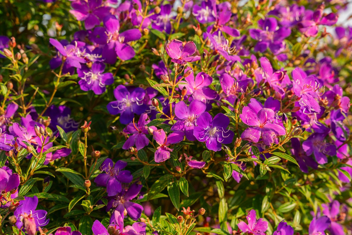 El momento ideal para visitar colinas de flores es de las 5:00 a las 8:00, cuando también se puede contemplar el amanecer. La puesta de sol, entre las 16:00 y las 17:30, es otro momento recomendable. El momento ideal para visitar colinas de flores es de las 5:00 a las 8:00, cuando también se puede contemplar el amanecer. La puesta de sol, entre las 16:00 y las 17:30, es otro momento recomendable.