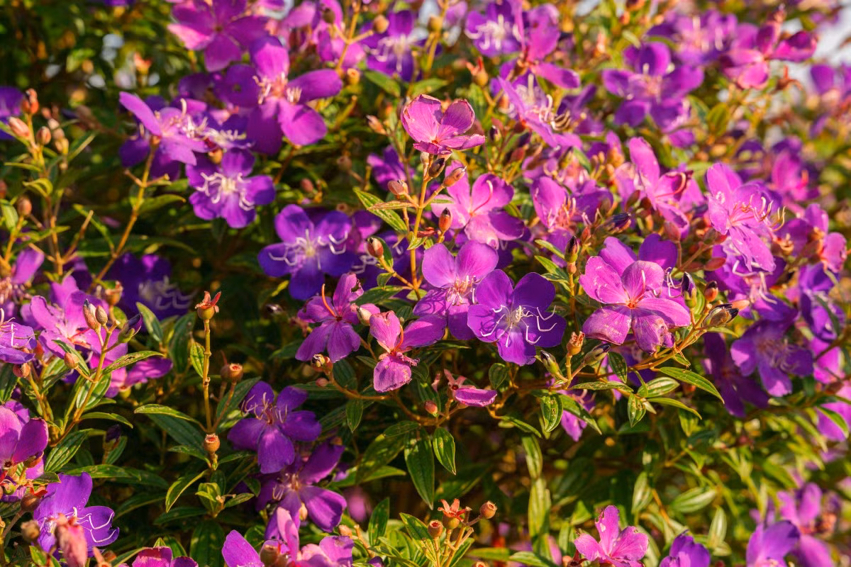 El momento ideal para visitar colinas de flores es de las 5:00 a las 8:00, cuando también se puede contemplar el amanecer. La puesta de sol, entre las 16:00 y las 17:30, es otro momento recomendable.