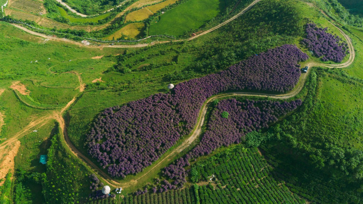 Vista de una colina de flores “mua” sobre el fondo azul del firmamento. Vista de una colina de flores “mua” sobre el fondo azul del firmamento.