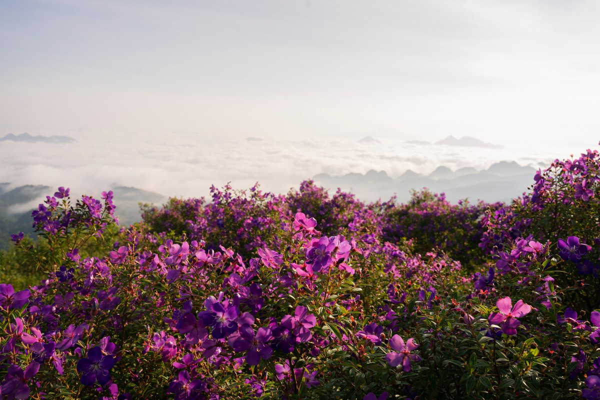 [Foto] Flores “mua” cubren de púrpura provincia de Son La
