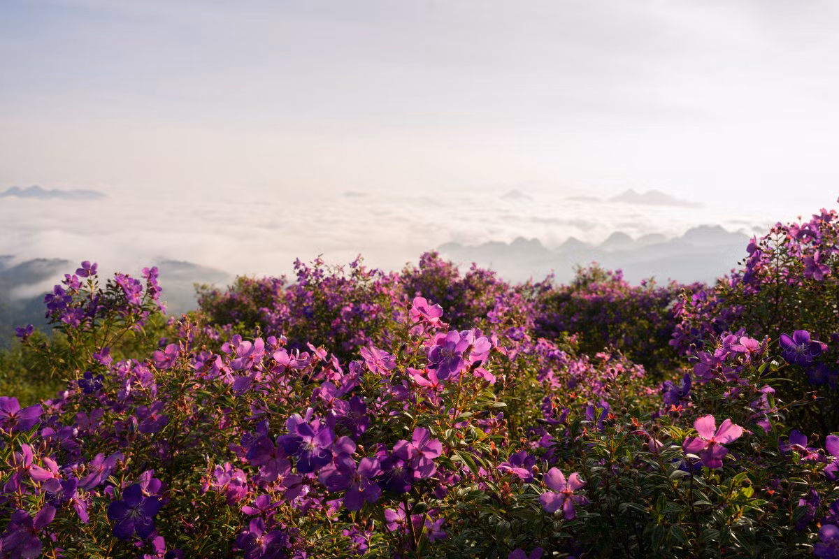 [Foto] Flores “mua” cubren de púrpura provincia de Son La