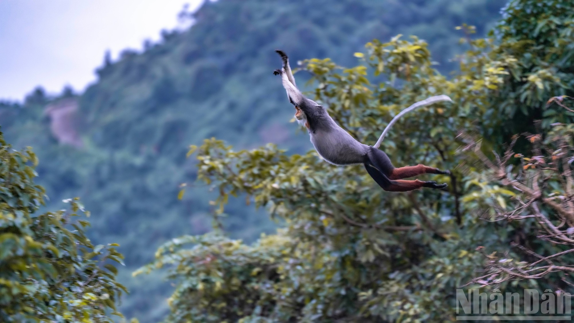 Un langur se lanza entre ramas.