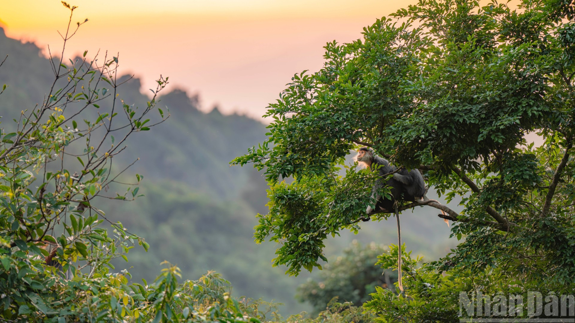 [Foto] Langures jaspeados en península vietnamita de Son Tra