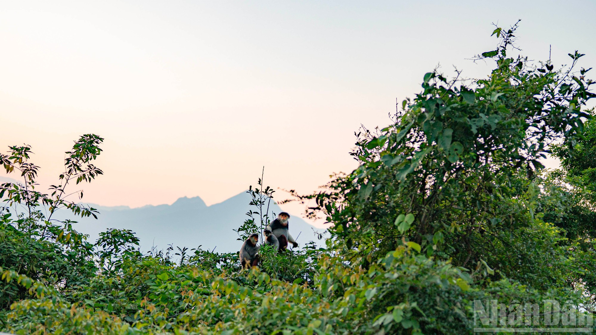 Los langures prefieren tomar el sol y aguardar el atardecer en zonas de suave pendiente o cerca de la costa.