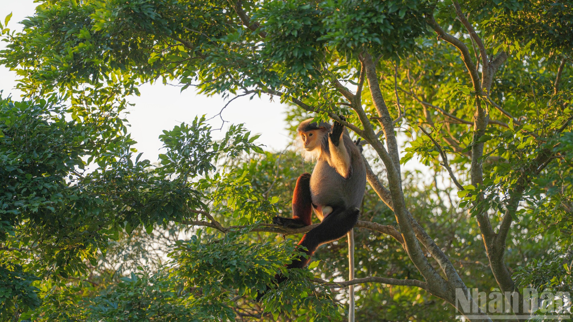El macho dominante se queda en la posición más alta para velar por la manada.