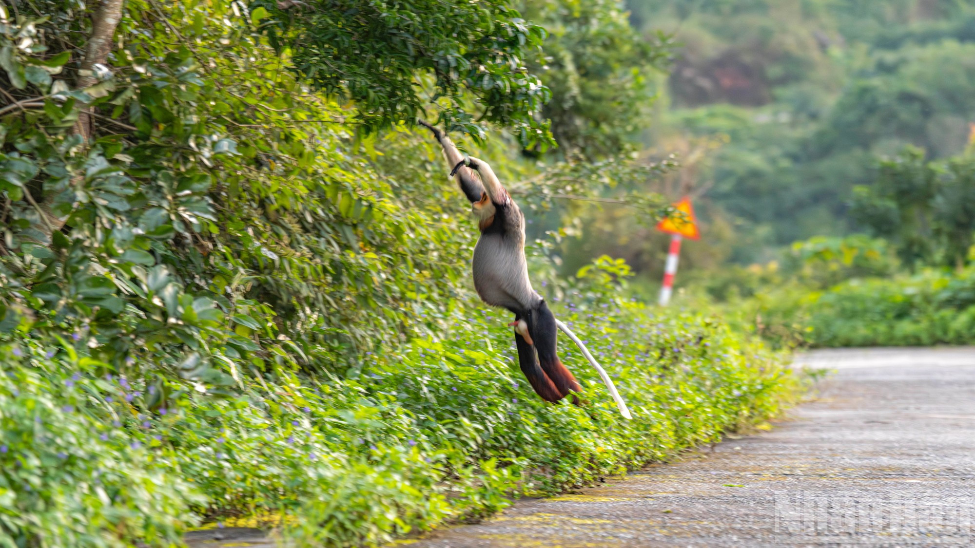 Las familias de langures en Son Tra vuelven a su nido habitualmente antes de las 18:00.