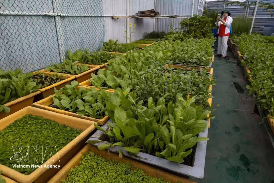 Un huerto verde en las plataformas DK1.