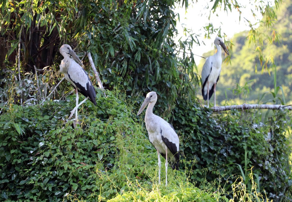La gestión y la conservación del jardín de Thung Nham se llevan a cabo de manera estricta. Está absolutamente prohibido cazar, dañar a las aves o destruir su hábitat natural. La gestión y la conservación del jardín de Thung Nham se llevan a cabo de manera estricta. Está absolutamente prohibido cazar, dañar a las aves o destruir su hábitat natural.