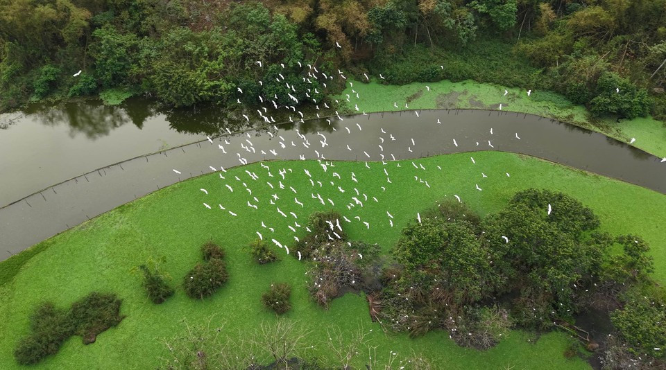 Durante la temporada alta de reproducción, que comprende desde el octavo mes lunar hasta el cuarto mes lunar del año siguiente, la población de aves en el jardín de Thung Nham puede llegar a decenas de miles. Durante la temporada alta de reproducción, que comprende desde el octavo mes lunar hasta el cuarto mes lunar del año siguiente, la población de aves en el jardín de Thung Nham puede llegar a decenas de miles.