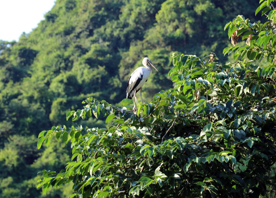 La gestión y la conservación del jardín de Thung Nham se llevan a cabo de manera estricta. Está absolutamente prohibido cazar, dañar a las aves o destruir su hábitat natural. La gestión y la conservación del jardín de Thung Nham se llevan a cabo de manera estricta. Está absolutamente prohibido cazar, dañar a las aves o destruir su hábitat natural.