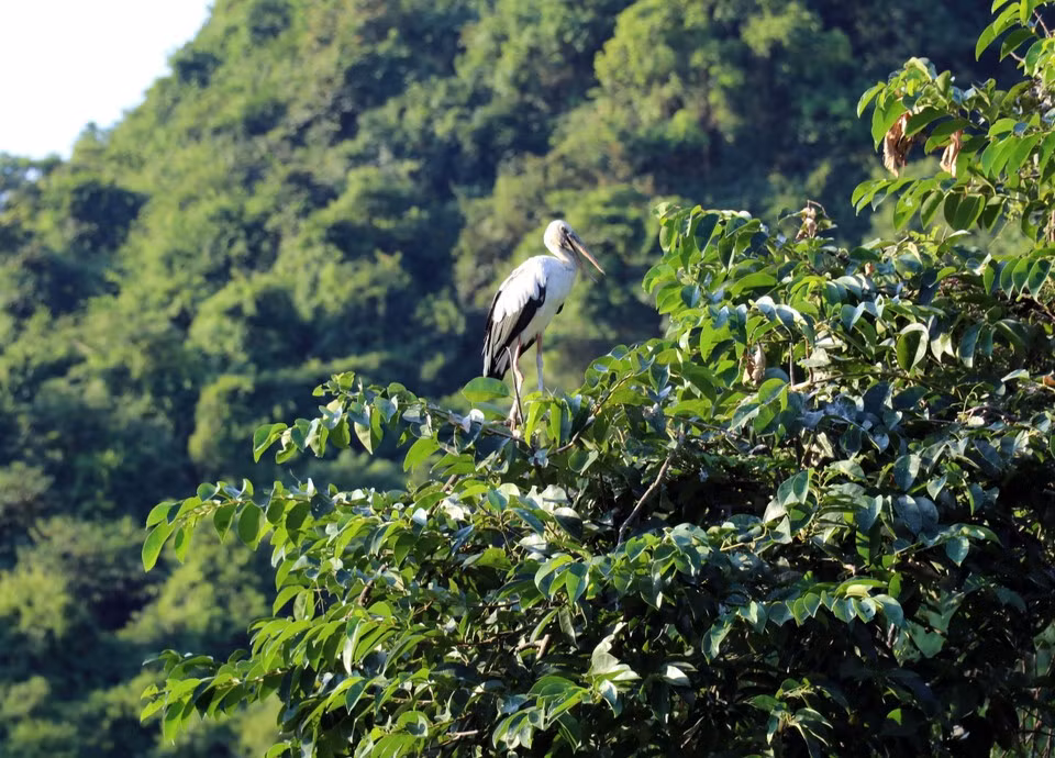 La gestión y la conservación del jardín de Thung Nham se llevan a cabo de manera estricta. Está absolutamente prohibido cazar, dañar a las aves o destruir su hábitat natural.