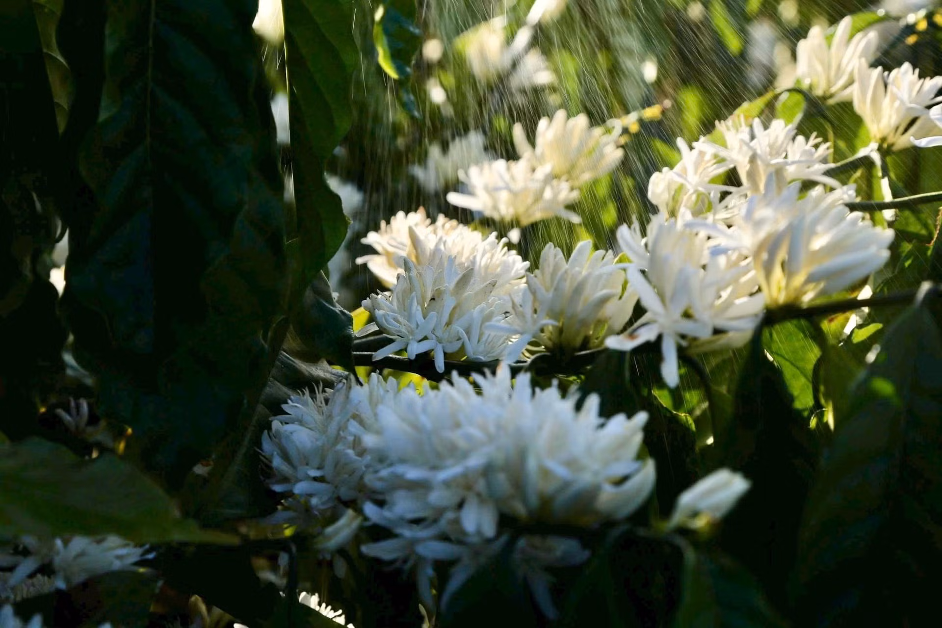 El ciclo de floración del café es muy corto: dura apenas una semana. Pero la impresión sobre su pureza prevalece por siempre.