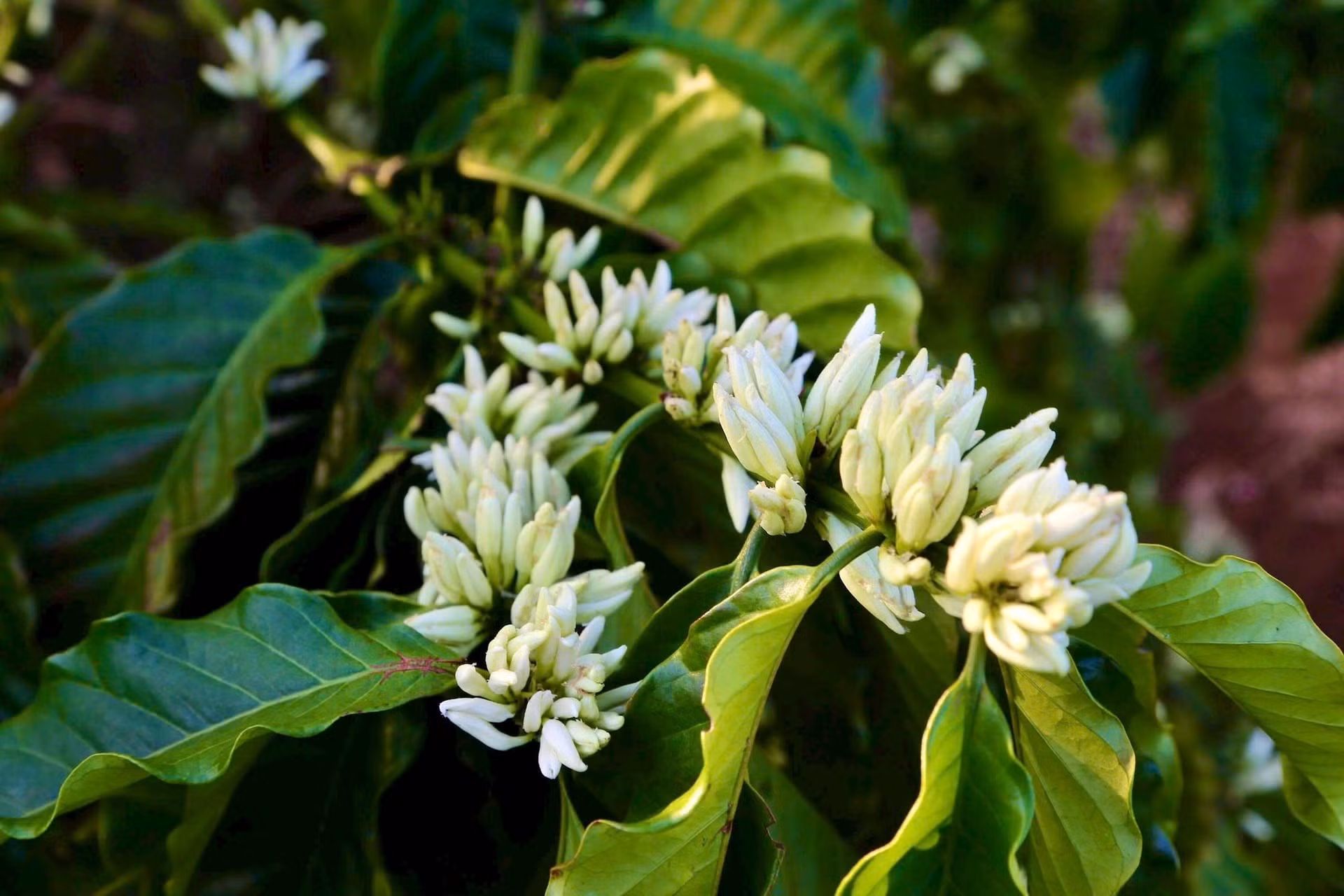 Los cogollos acumulan néctar, agua y sol con paciencia hasta que están listos para presentar su belleza en medio de los inmensos bosques.