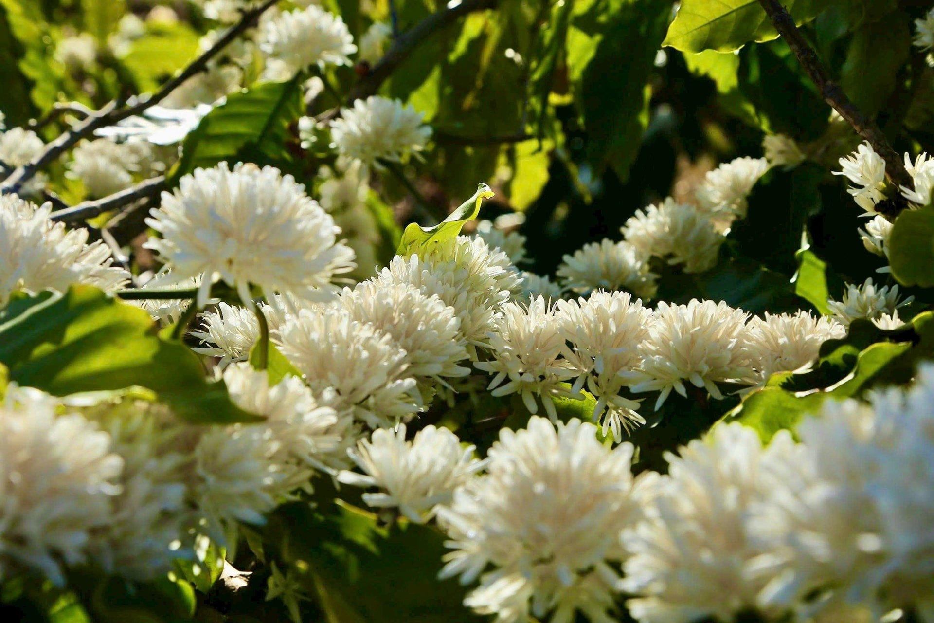 La magia de estas plantas radica en que la floración se produce de manera simultánea. Es posible que en solo una noche el horizonte se tiña de blanco.