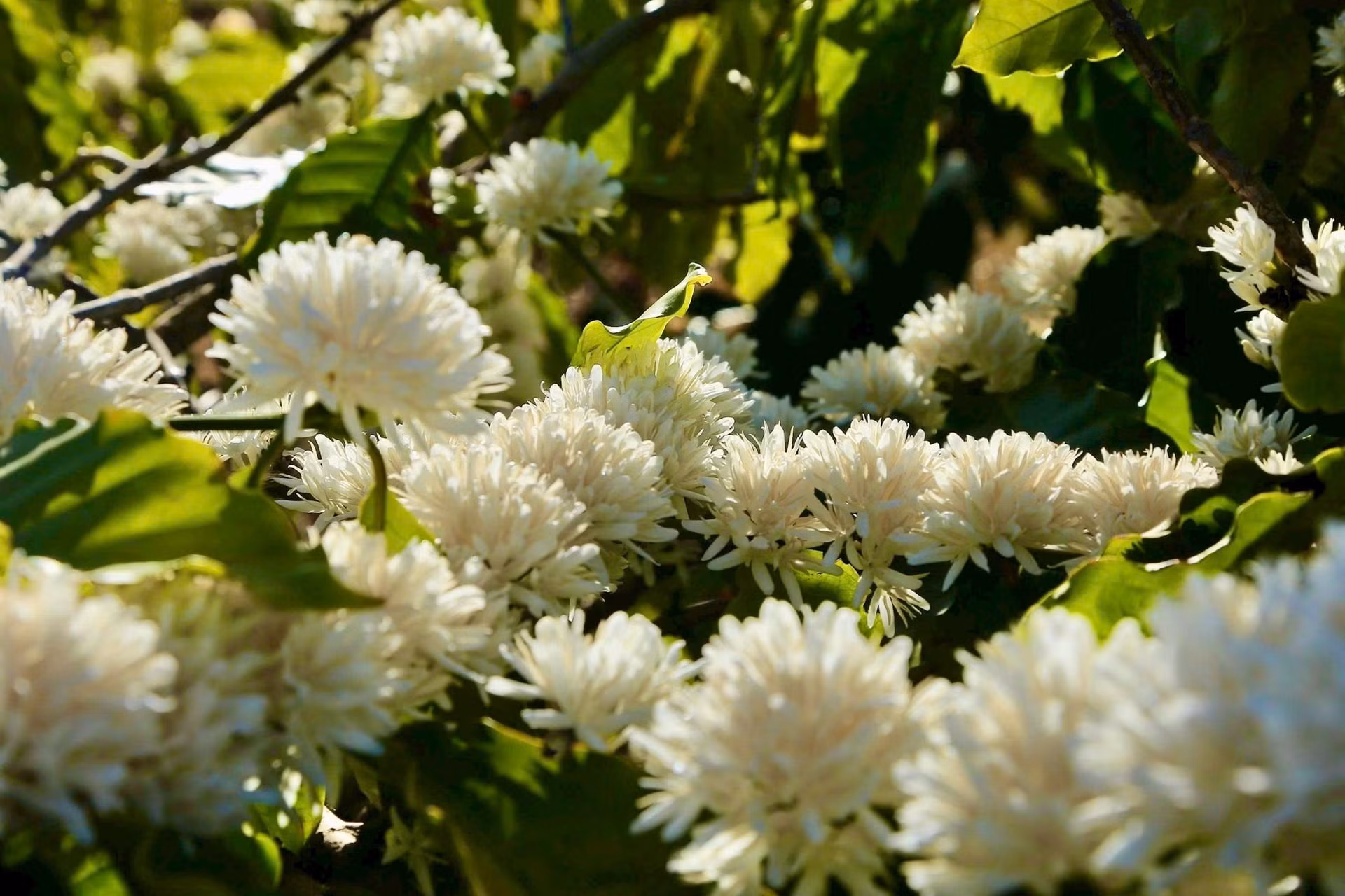 La magia de estas plantas radica en que la floración se produce de manera simultánea. Es posible que en solo una noche el horizonte se tiña de blanco.