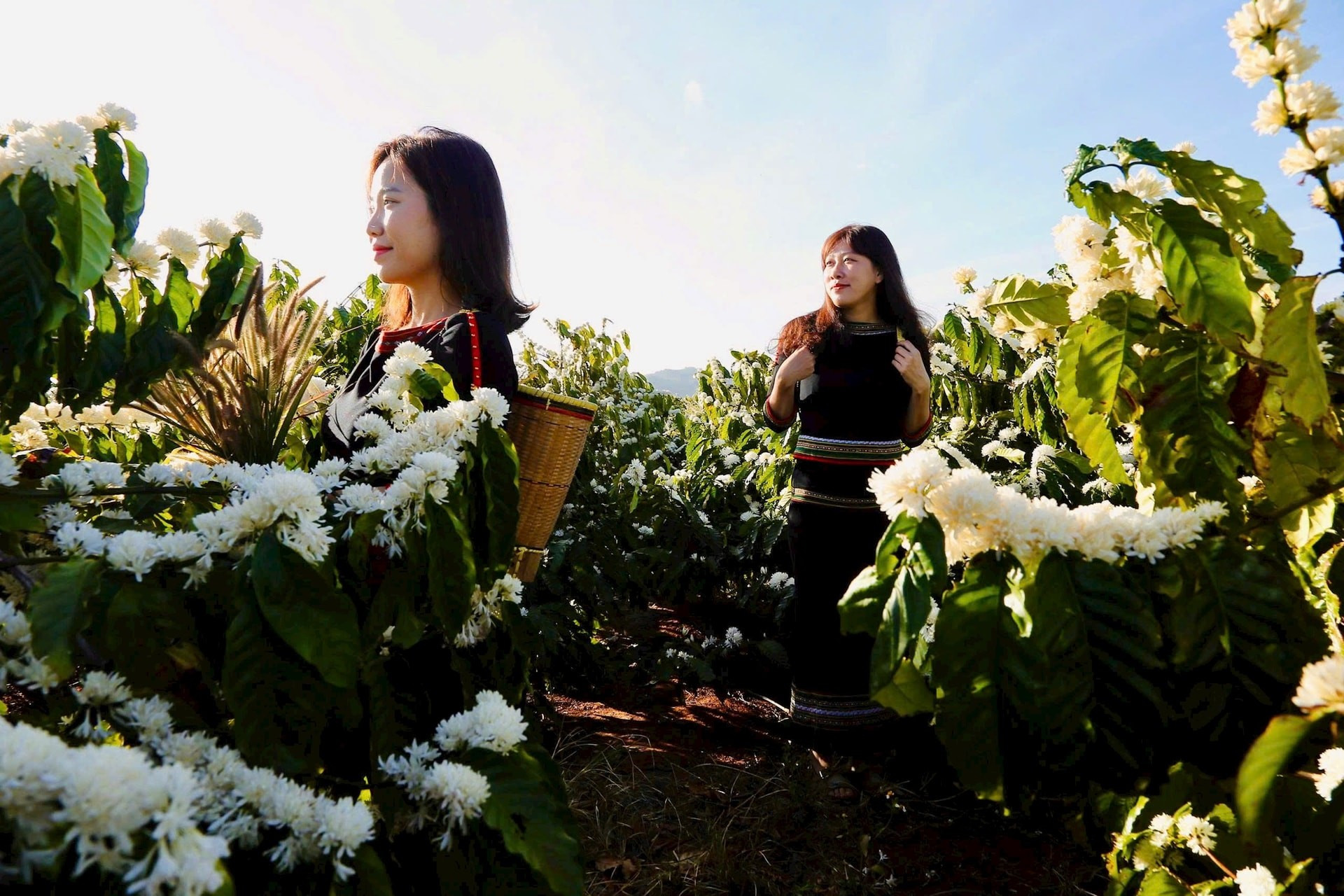 La alegría por la cosecha abundante se multiplica considerando el alza de los precios del café en el mercado mundial. Los caficultores hacen valer su experiencia y sienten pleno orgullo por las marcas de productos agrícolas vietnamitas.