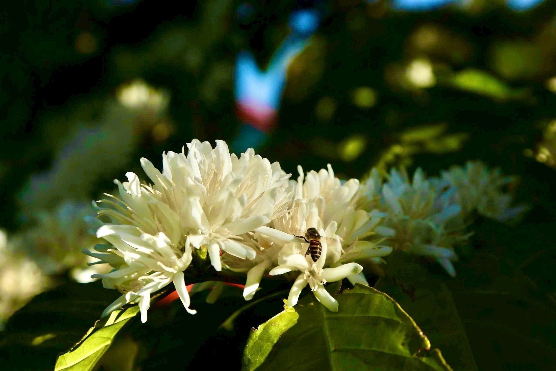 Además de su inmaculada blancura, las flores de café seducen por su fragancia.
