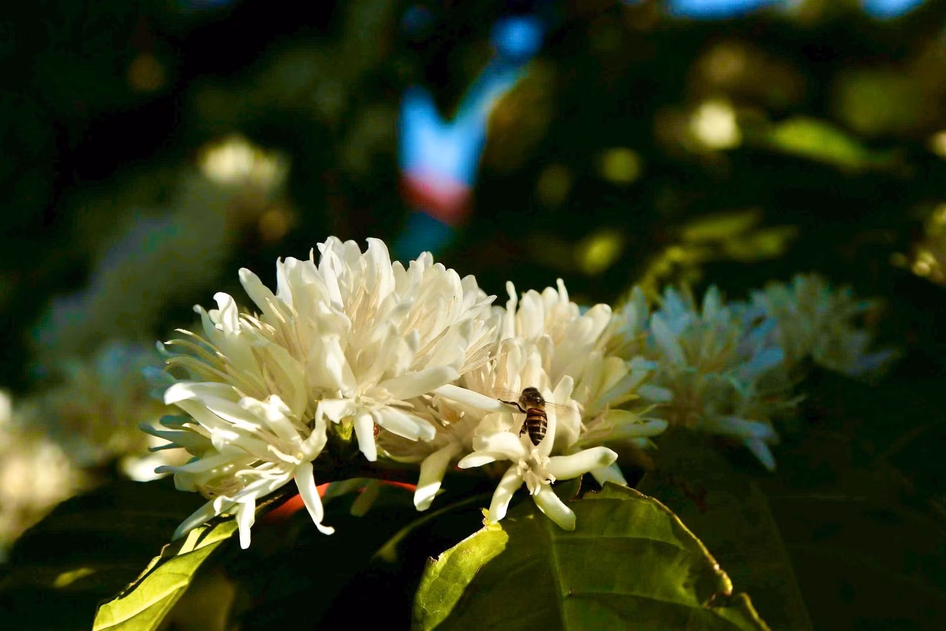 Además de su inmaculada blancura, las flores de café seducen por su fragancia.