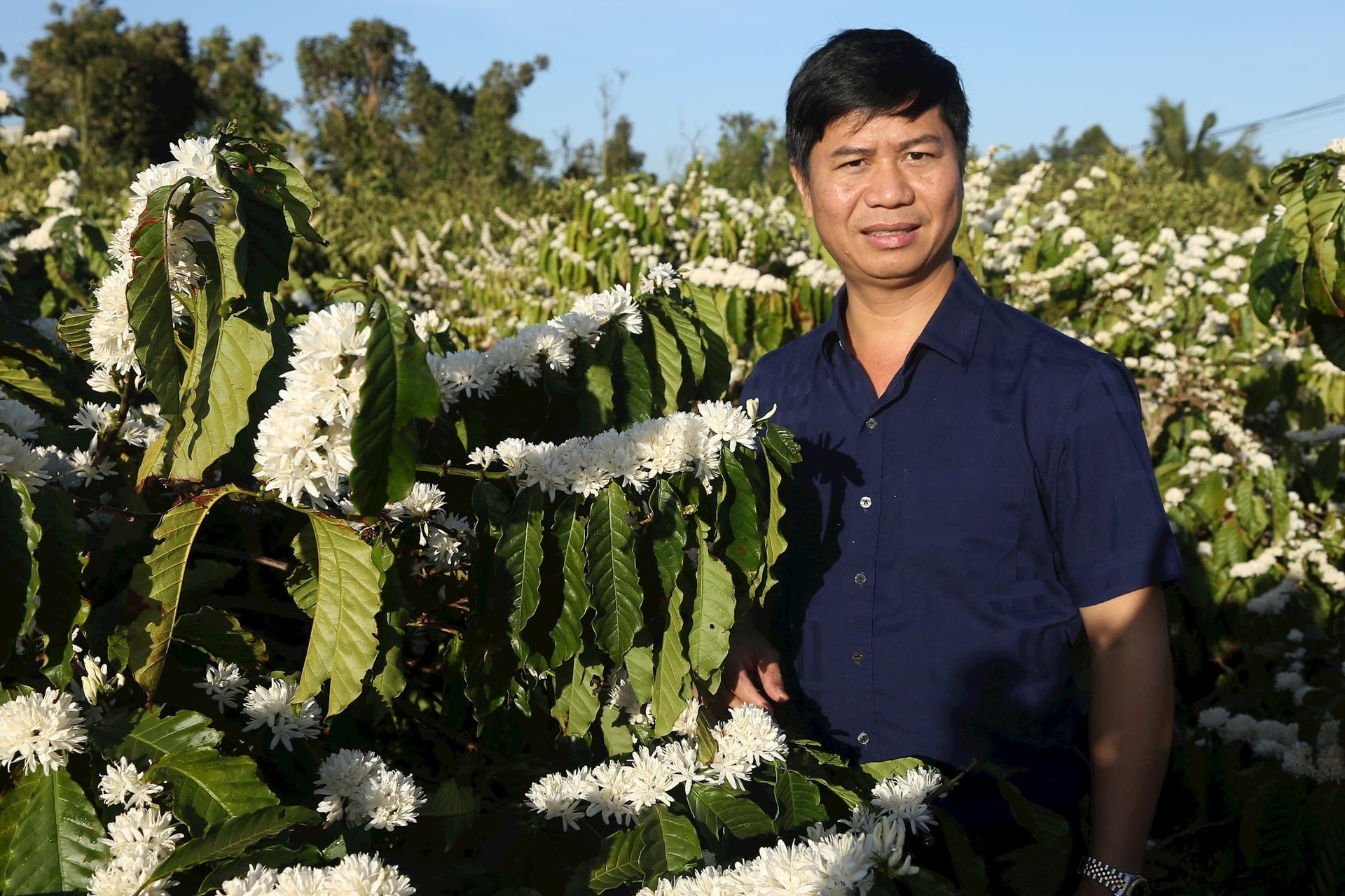 Según Le Van Vuong, director de una empresa cafetalera local, esta exuberancia floral anuncia un fructífero cultivo.