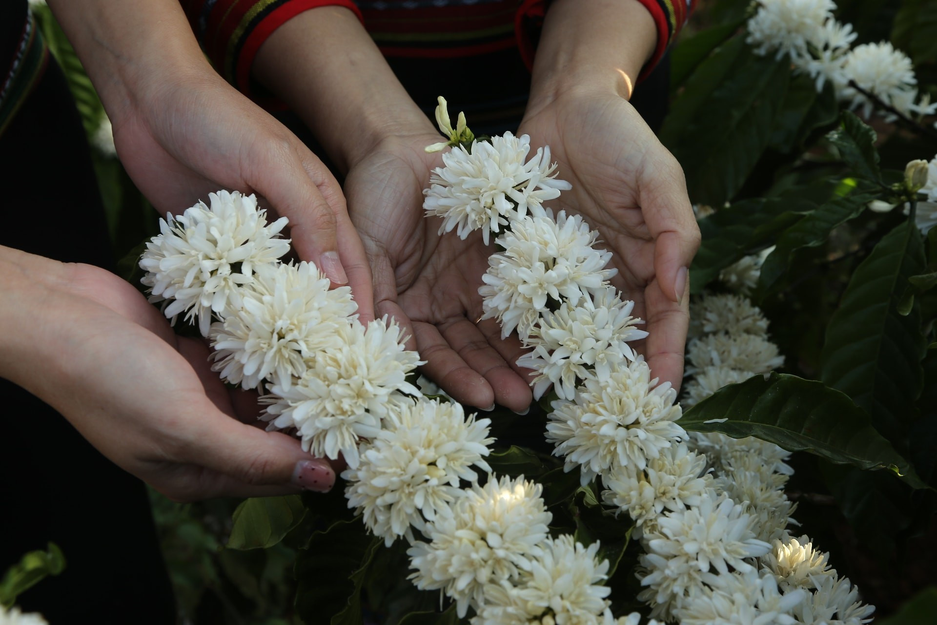 Para el pueblo de Buon Ma Thuot y de Dak Lak en general, los florecientes cafetos no solo son dignos de contemplación, sino que también presagian cosechas abundantes.