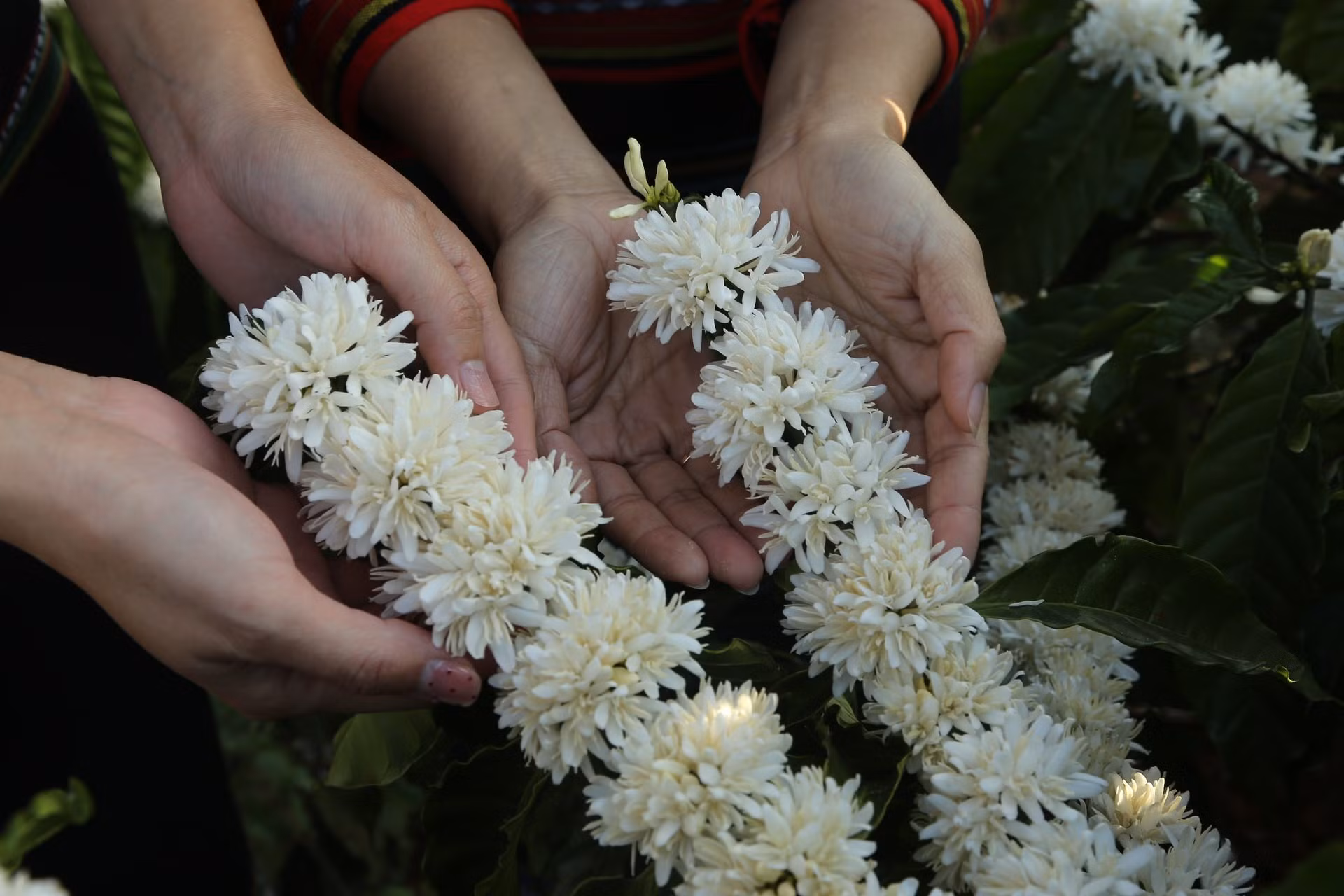 Para el pueblo de Buon Ma Thuot y de Dak Lak en general, los florecientes cafetos no solo son dignos de contemplación, sino que también presagian cosechas abundantes.