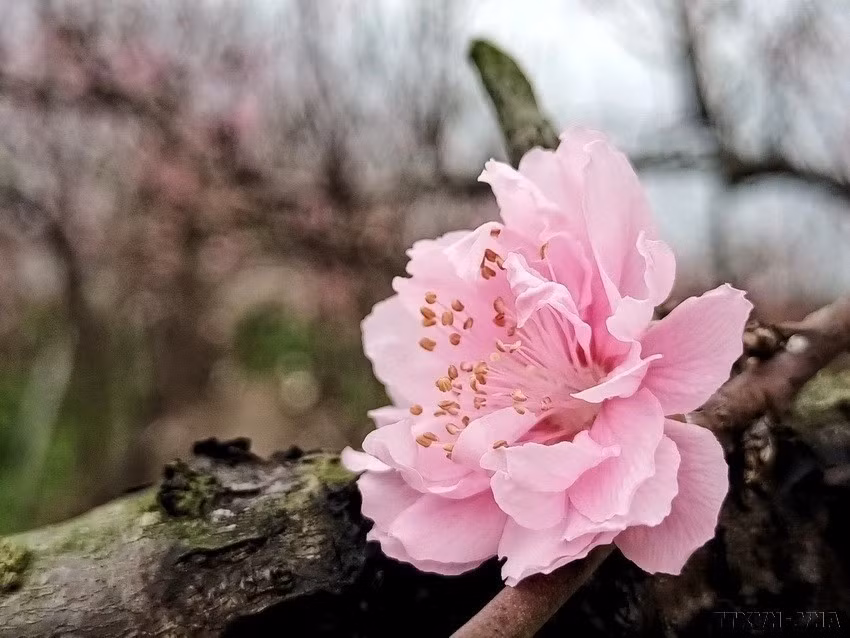 La flor de durazno tiene gran diámetro y muchos pétalos.
