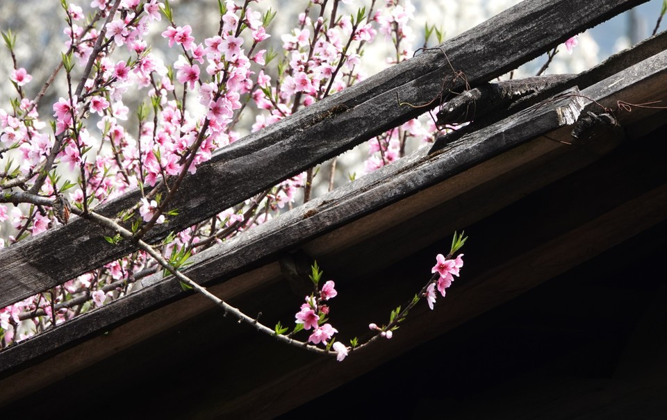 La flor de durazno en Mu Cang Chai.