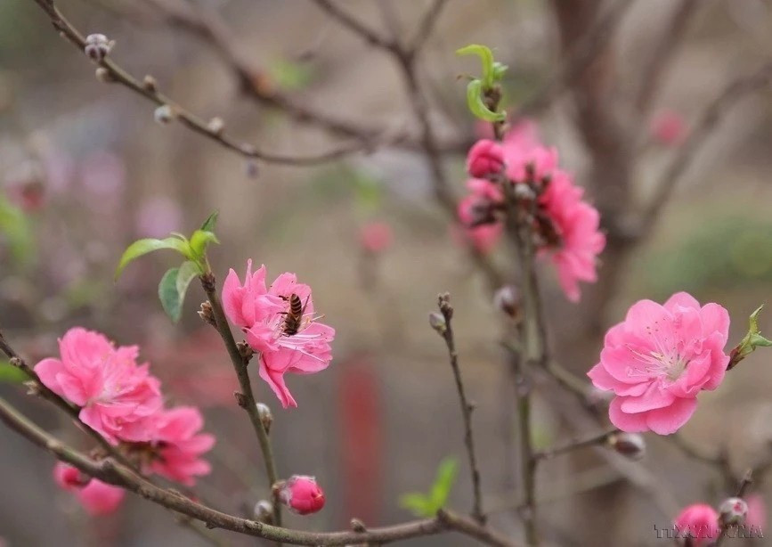 El duraznero “dao bich” es un árbol con flores de color rubí. Cada flor tiene muchas capas de pétalos.