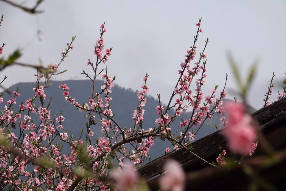 La flor de durazno en Mu Cang Chai.