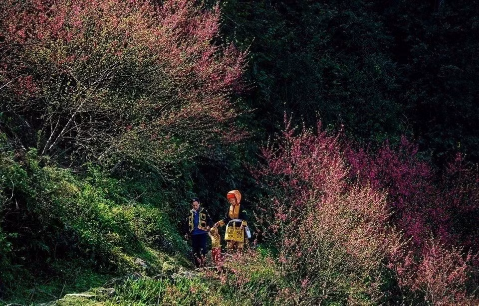 Las flores de durazno crecen en el pico de Mau Son en la provincia de Lang Son.