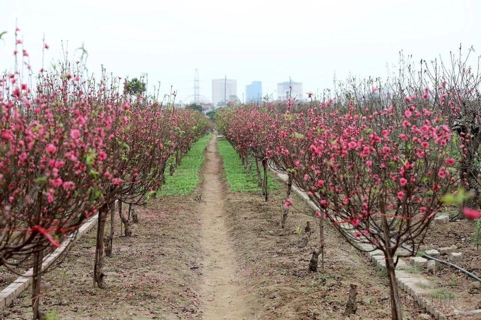 Un jardín de durazneros de la aldea de Nhat Tan en Hanói.
