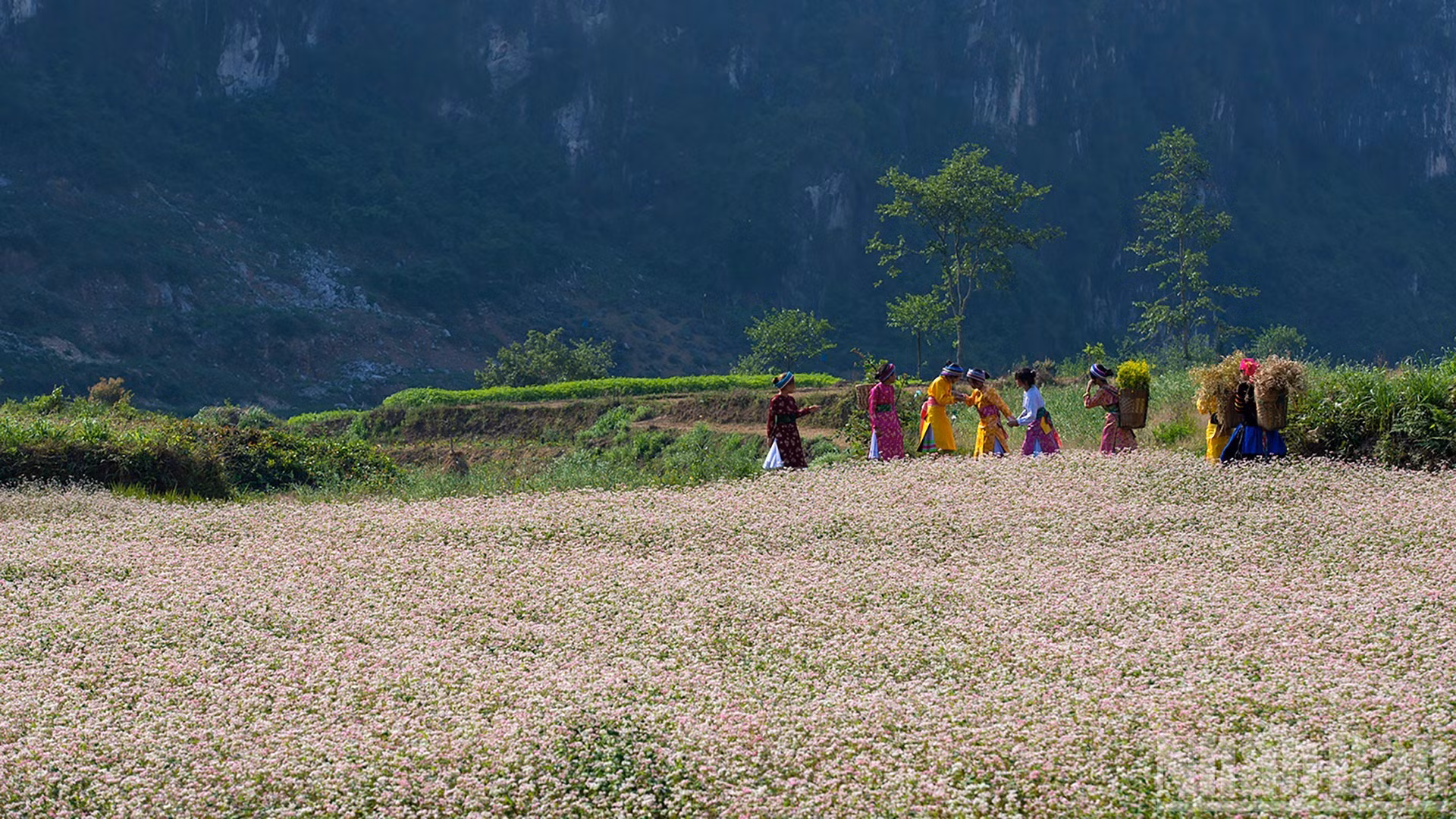 La flor de alforfón fortalece la marca turística de la meseta rocosa del norte de Vietnam.